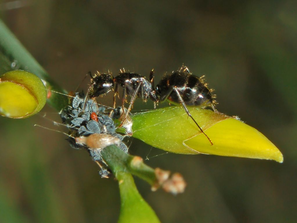 Camponotus sp. con afidi+larva di Aphidoletes aphidimyza